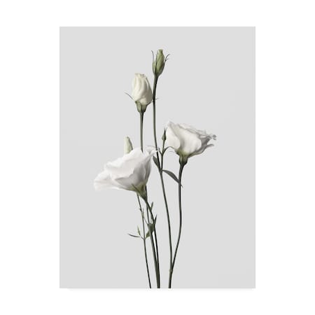 Design Fabrikken 'Lisianthus White Fabrikken' Canvas Art,24x32